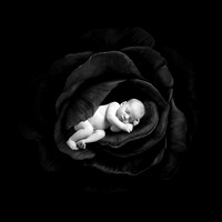 @alicefawcettphotography